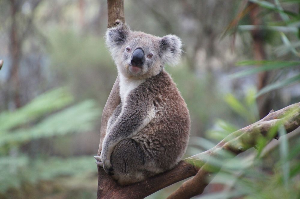 Free koala bear image, public domain CC0 photo.