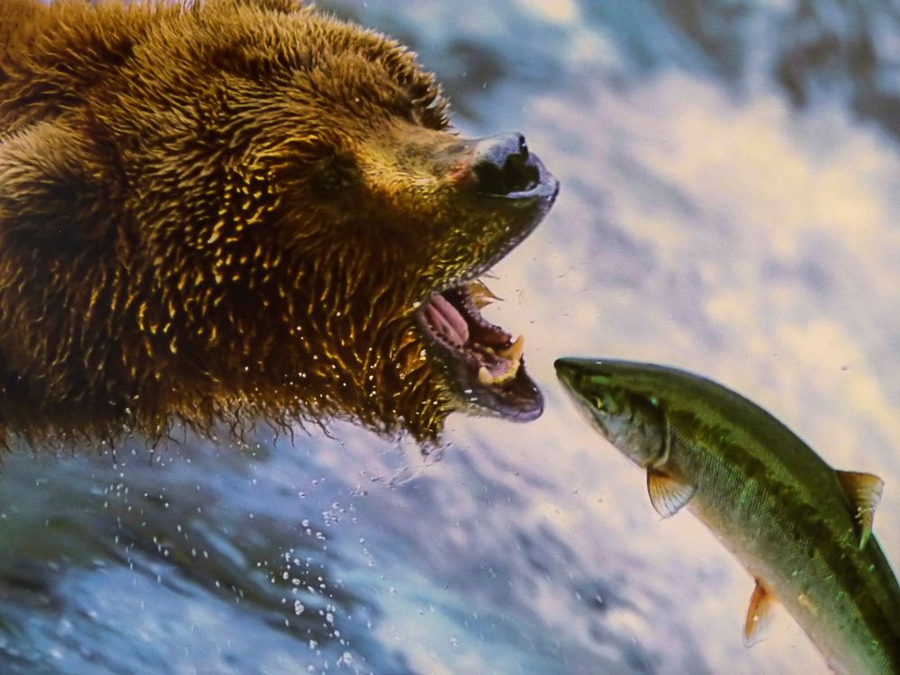 Free wild bear catching salmon fish image, public domain nature CC0 photo.