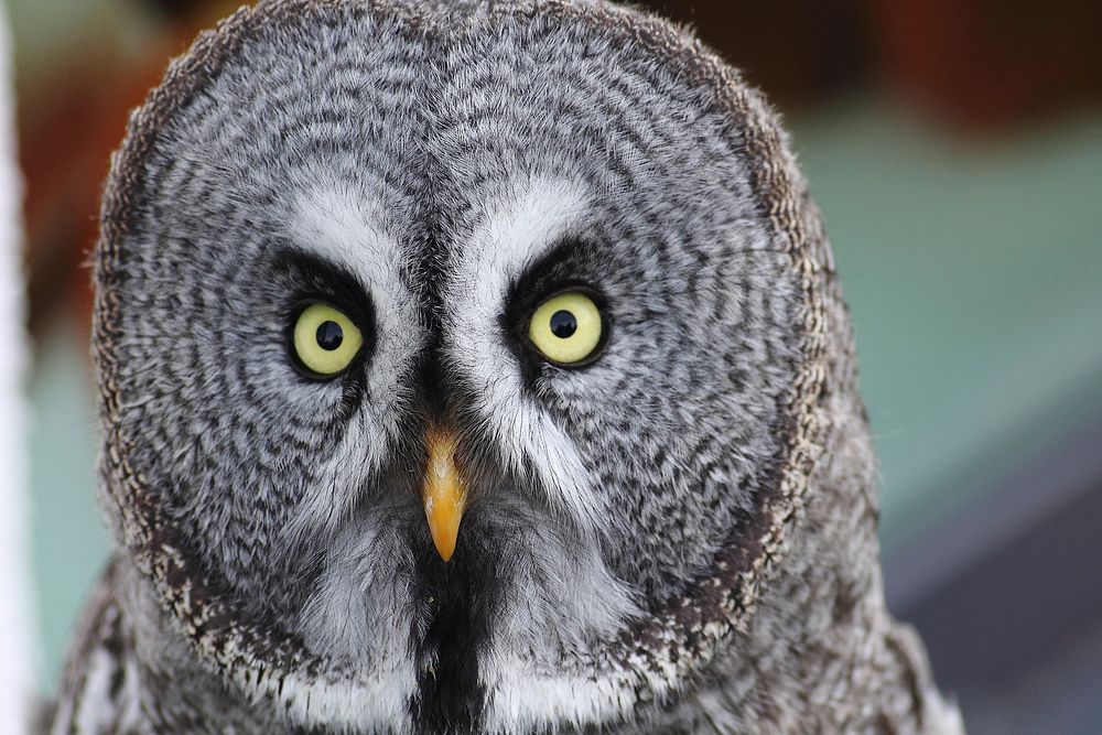 Free great gray owl closeup photo, public domain animal CC0 image.
