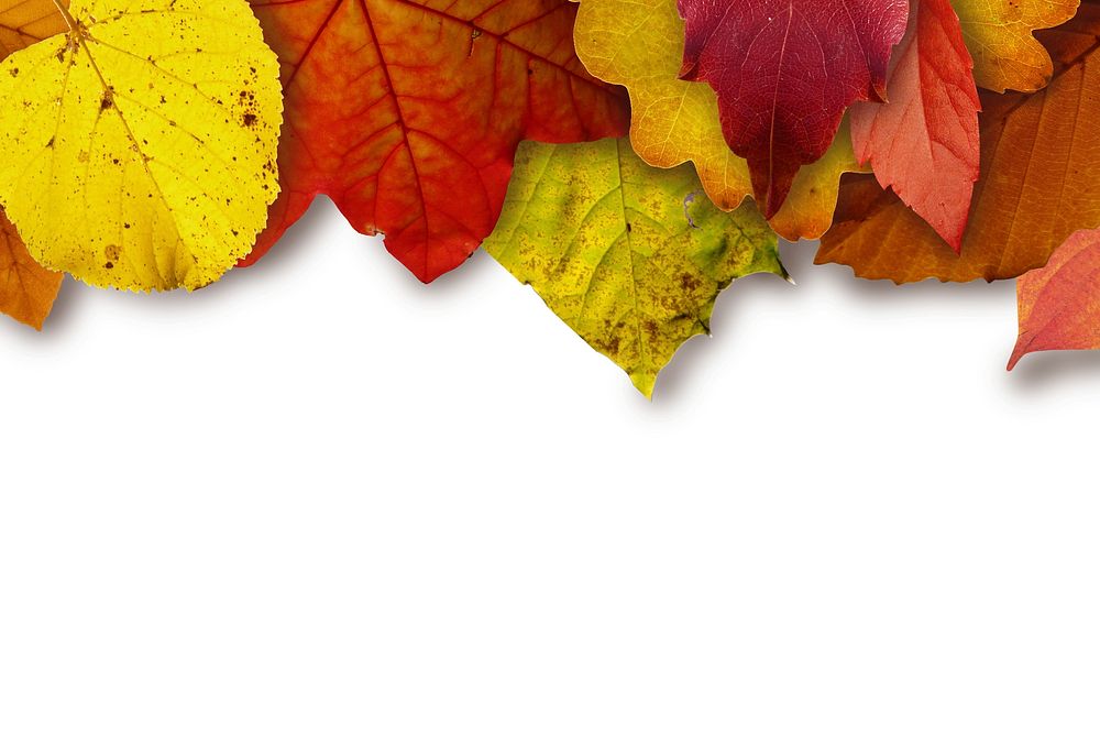 Free autumn foliage border background photo, public domain nature CC0 image.