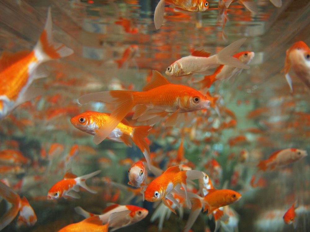Free goldfish image, public domain animal CC0 photo. 