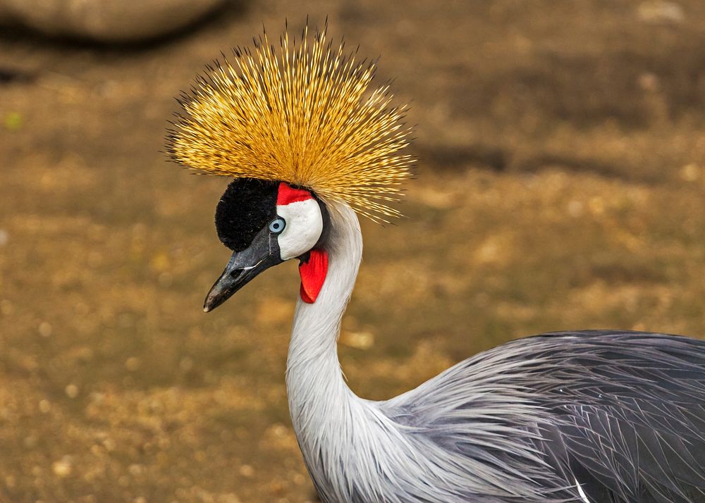 Free grey crowned crane image, public domain image CC0 photo.