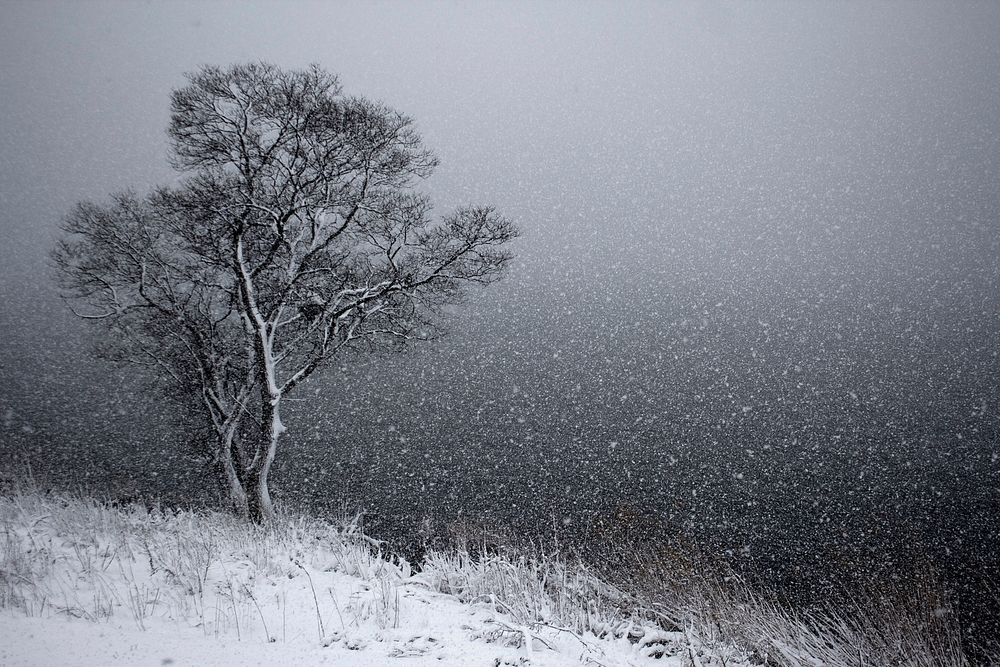 Free tree in snow image, public domain nature CC0 photo.