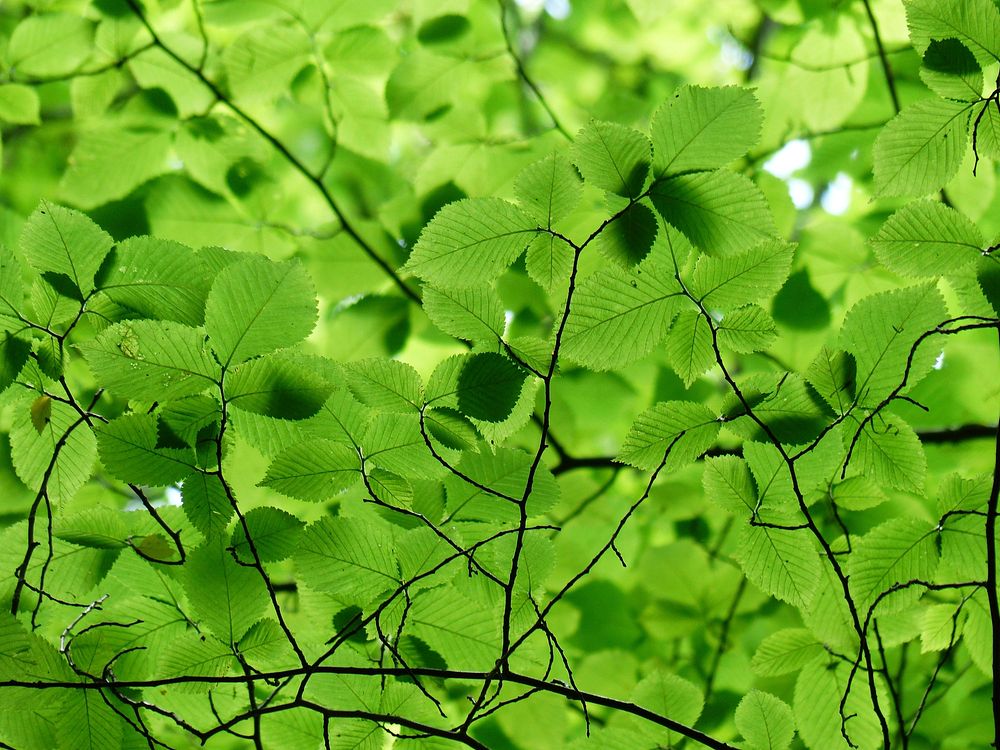 Free leaf photo, public domain nature CC0 image.