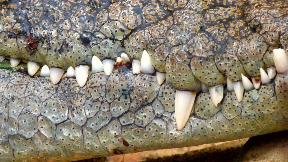 Free crocodile teeth image, public domain animal CC0 photo.