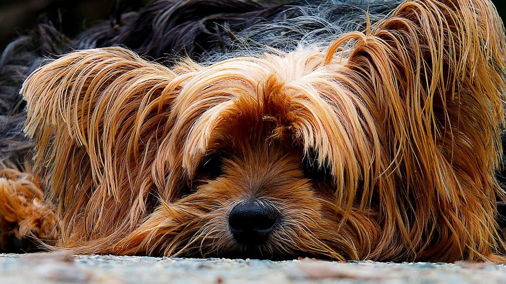 Free close up brown shih tzu dog's face image, public domain animal CC0 photo.