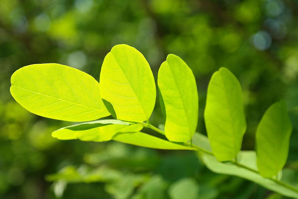 Free leaf, nature background, public domain CC0 photo.