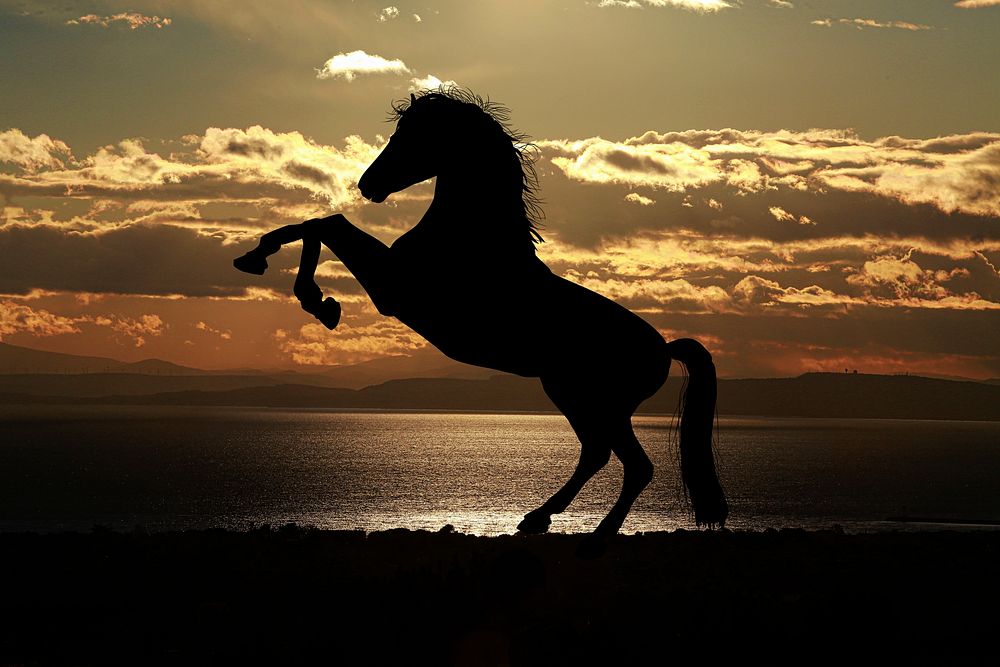Free horse silhouette on sunset background image, public domain animal CC0 photo. 