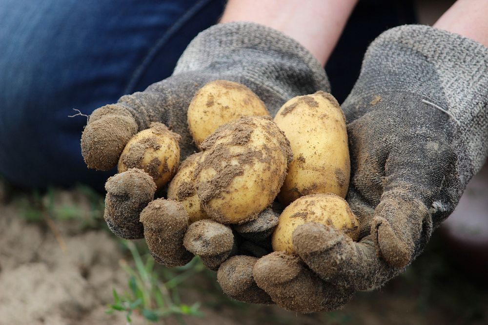 Free close up digging potatoes from the ground image, public domain vegetable CC0 photo.