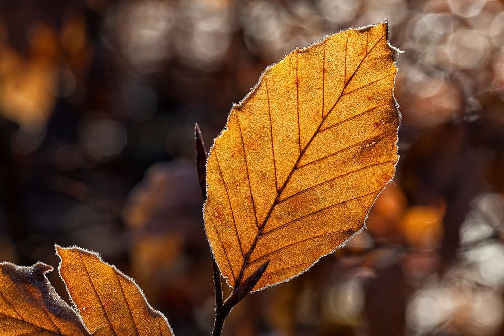 Free autumn foliage photo, public domain nature CC0 image.