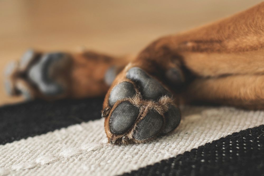 Free close up brown dog's paw image, public domain animal CC0 photo.