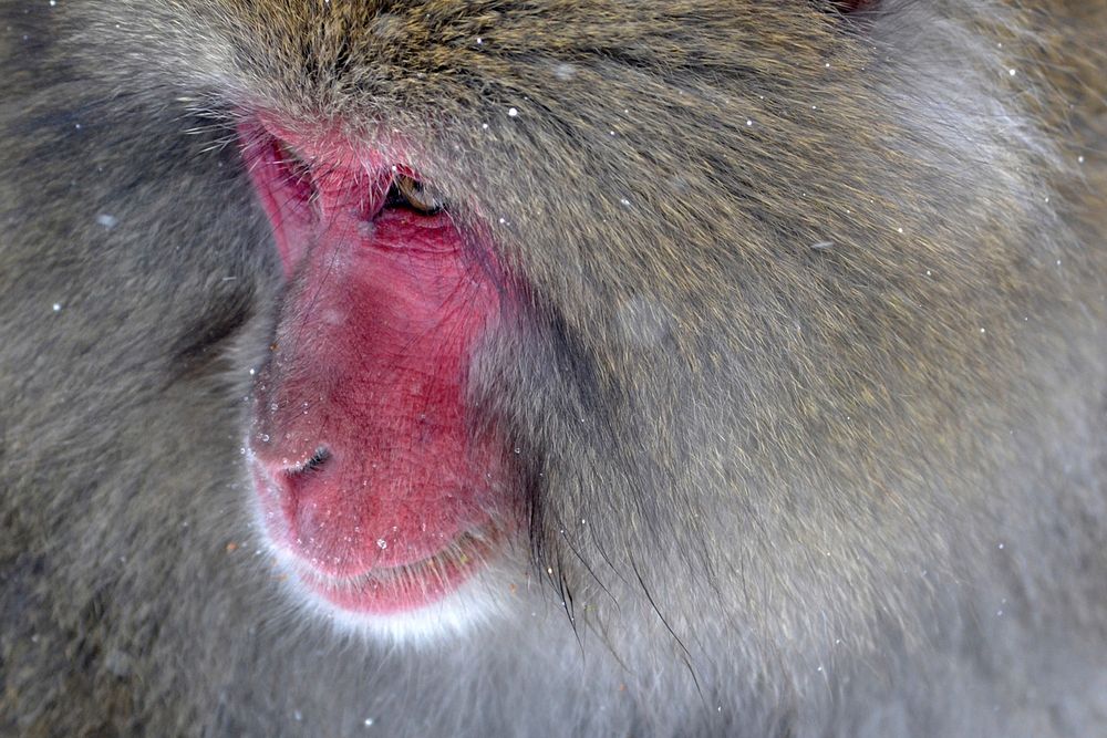 Free closeup on snow monkey image, public domain CC0 photo.