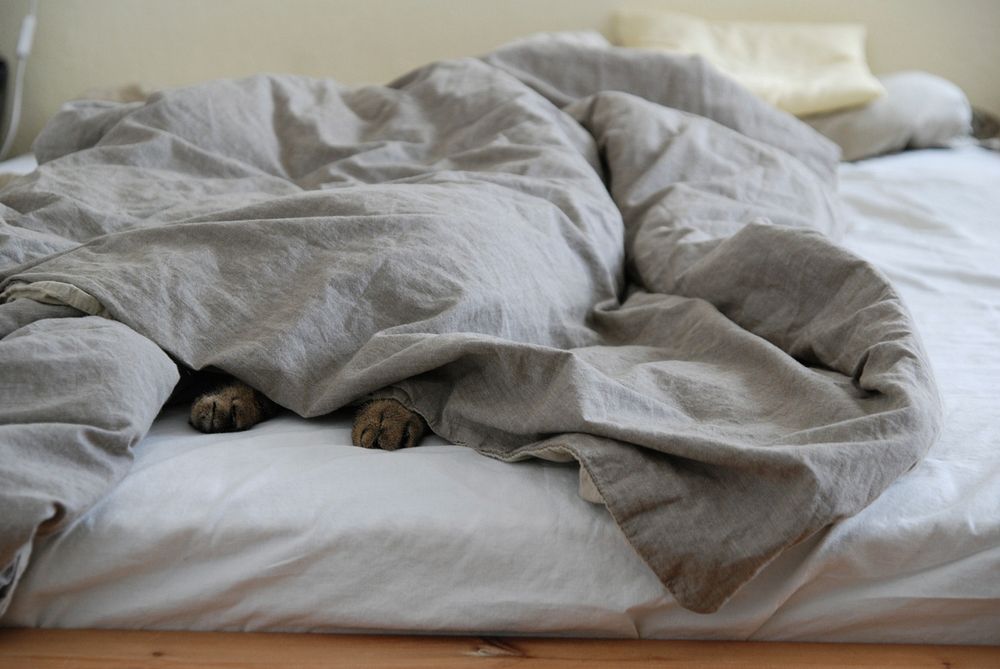 Free cat feet showing under a blanket image, public domain CC0 photo.