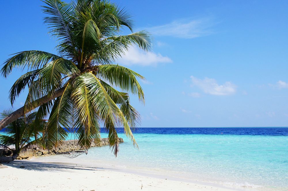 Sunny beach with palm tree, blue sky background, free public domain CC0 photo.