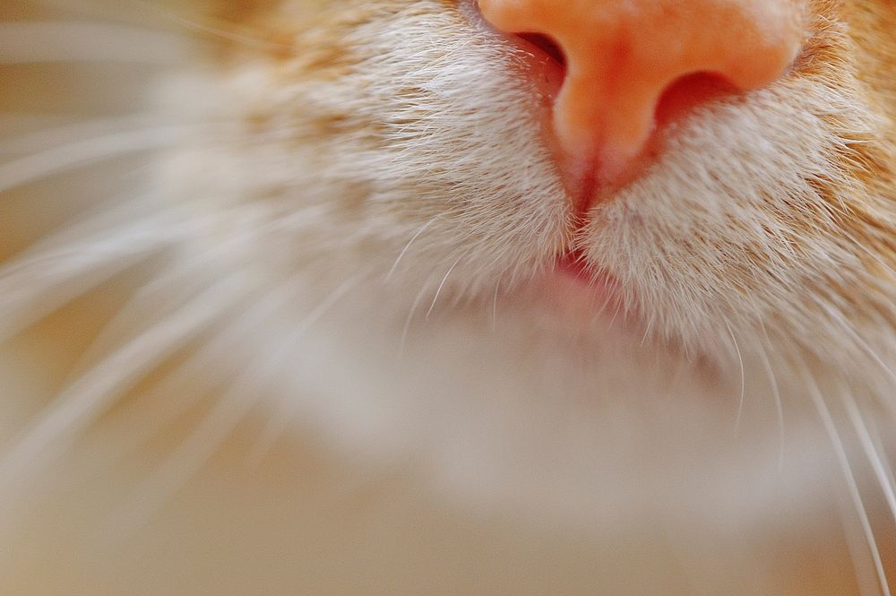 Free kitten's nose closeup image, public domain CC0 photo.