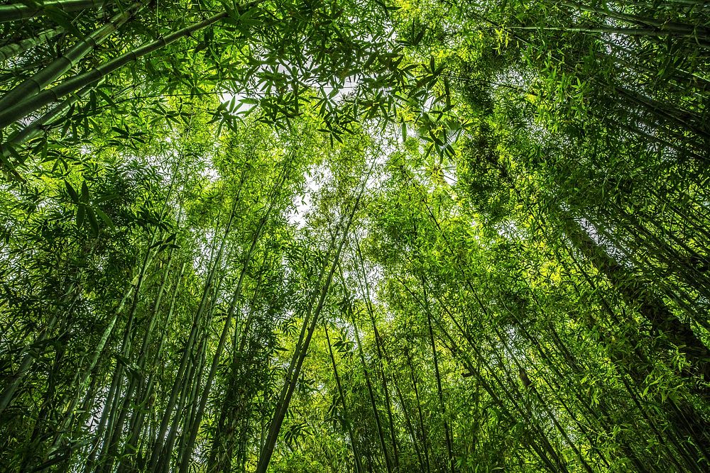 Free trees in forest photo, public domain nature CC0 image.