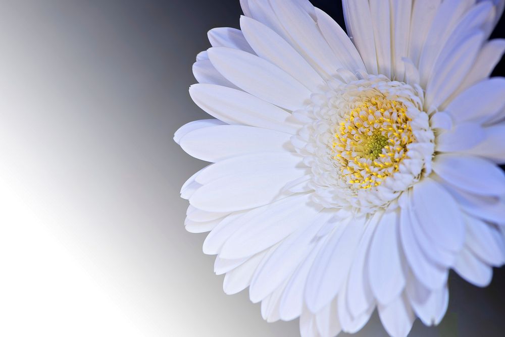 Free white gerbera background image, public domain flower CC0 photo.