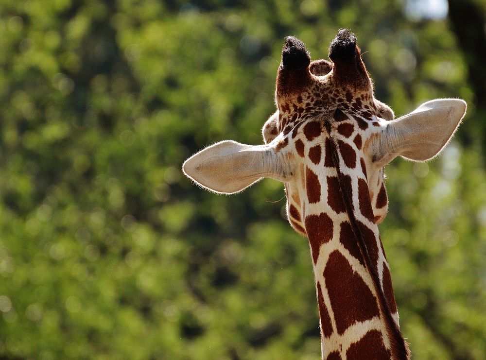 Free giraffe image, public domain animal CC0 photo.