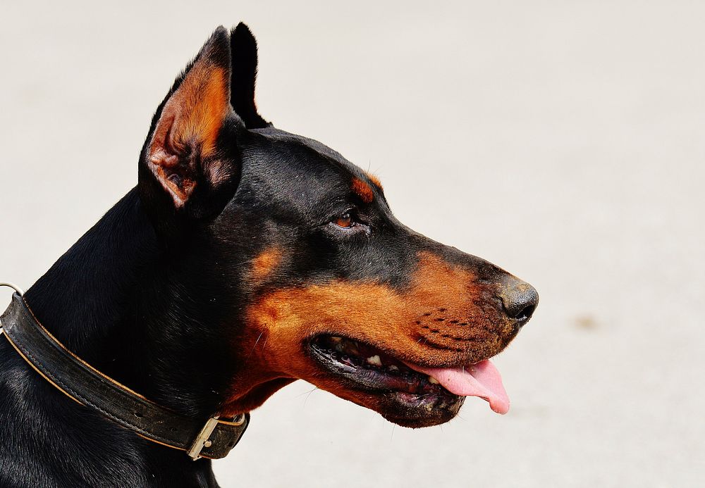 Free doberman dog image, public domain animal CC0 photo.