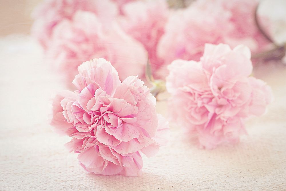 Free pink carnations image, public domain flower CC0 photo.