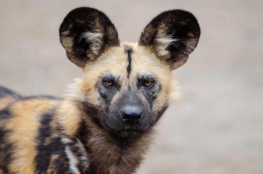 Free hyena image, public domain animal CC0 photo.