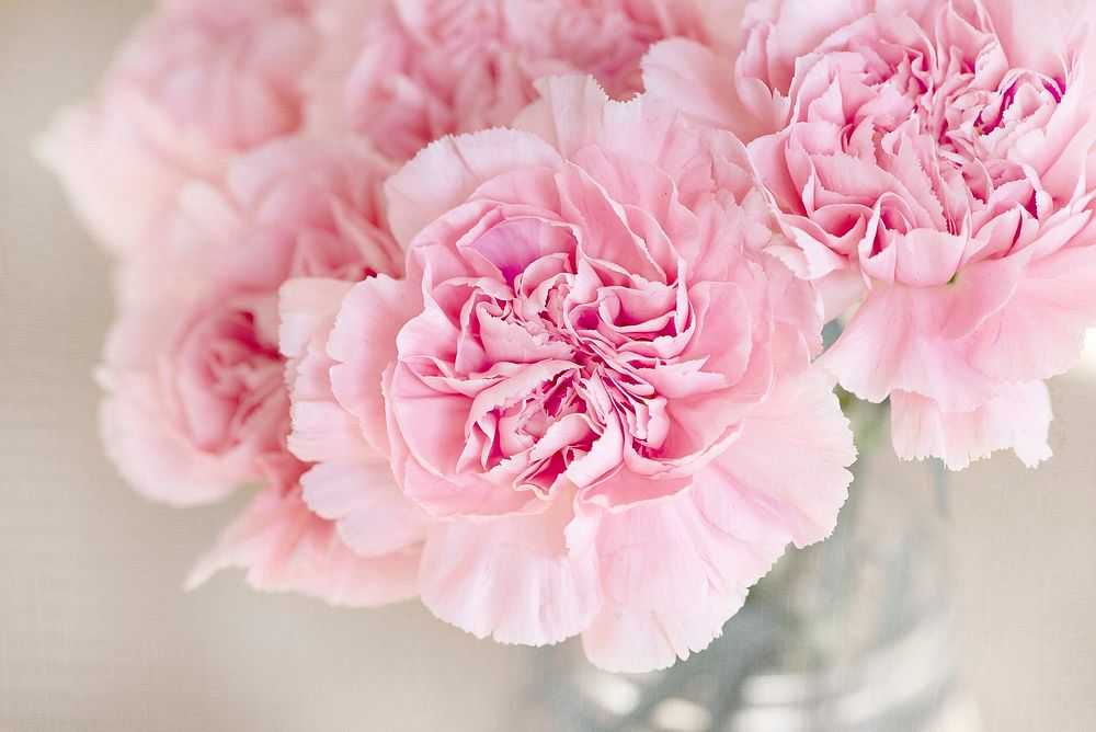 Free pink carnations image, public domain flower CC0 photo.