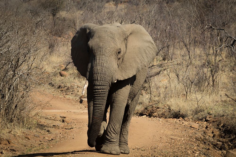 Free African elephant image, public domain wild animal CC0 photo.