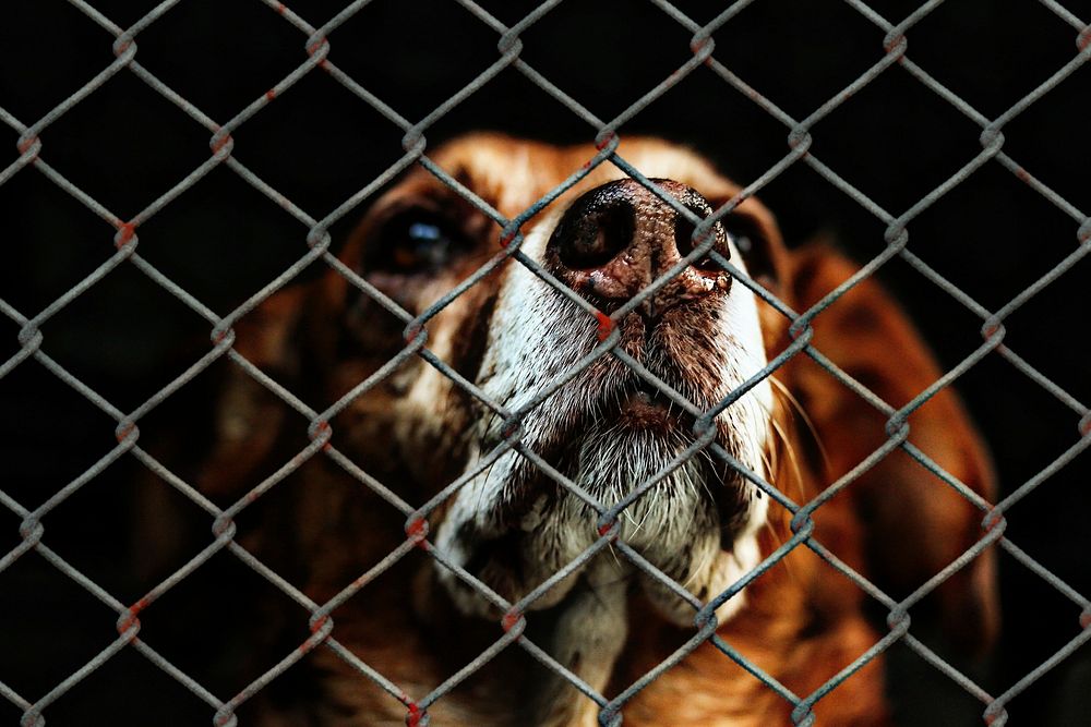 Free brown dog behind wire fence image, public domain animal CC0 photo.