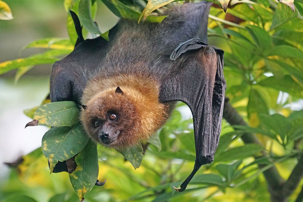 Free bat on tree branch image, public domain animal CC0 photo.