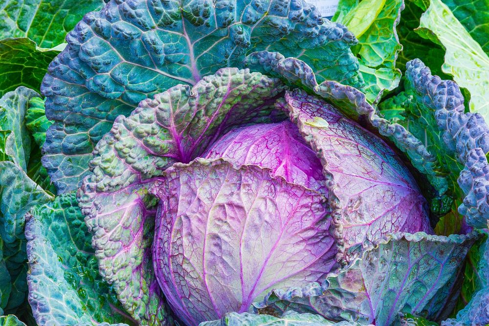 Free purple ornamental cabbage image, public domain food CC0 photo