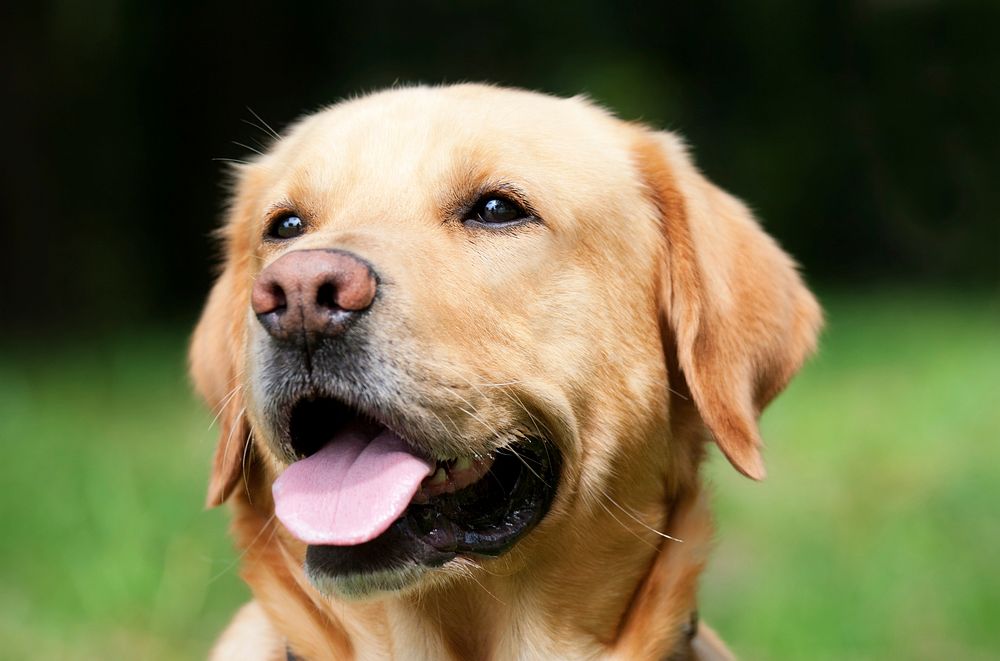 Free labrador retriever dog's face image, public domain animal CC0 photo.