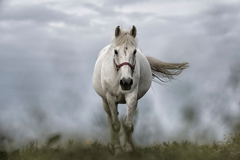 Free white horse galloping image, public domain CC0 photo.