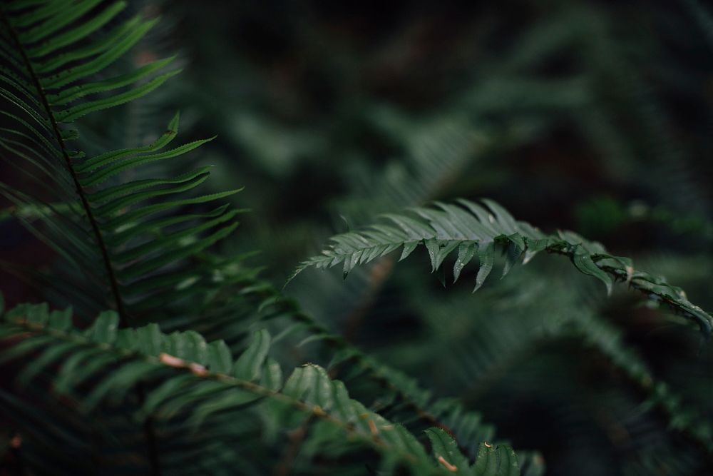 Free bush leaves closeup photo, public domain nature CC0 image.