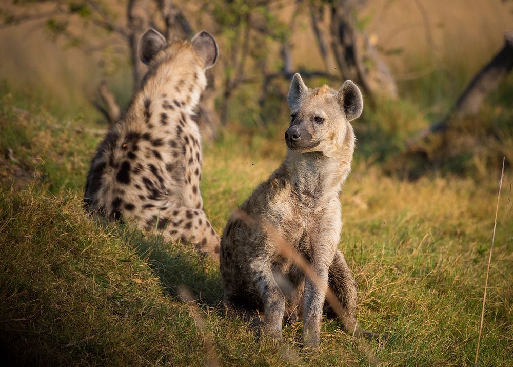 Free hyenas image, public domain wild animal CC0 photo.