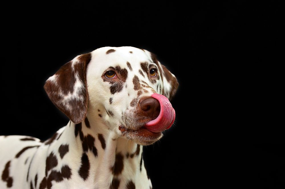 Free dalmatian dog image, public domain animal CC0 photo.