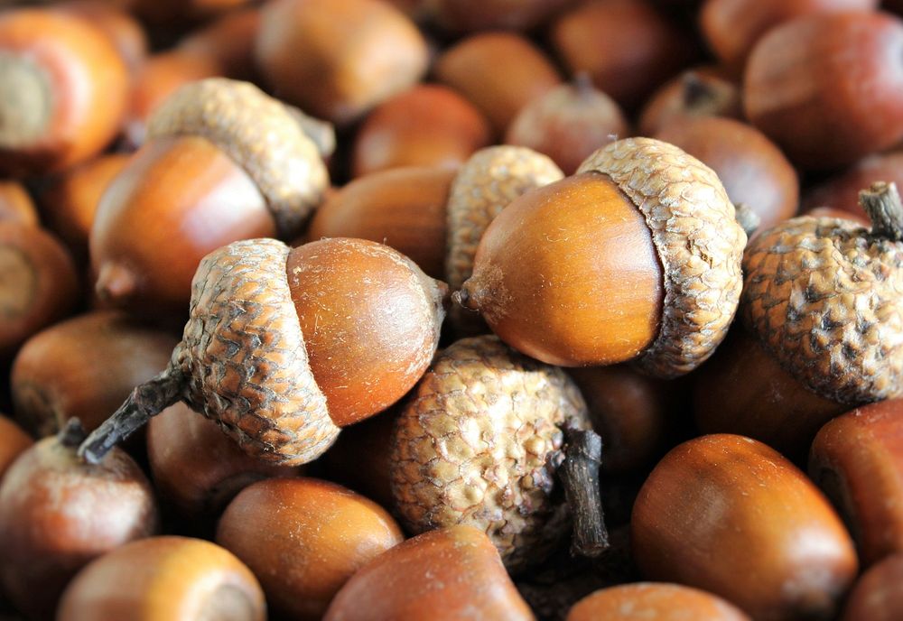 Free sliced ripe persimmon fruit on wooden table photo, public domain yyy CC0 image.