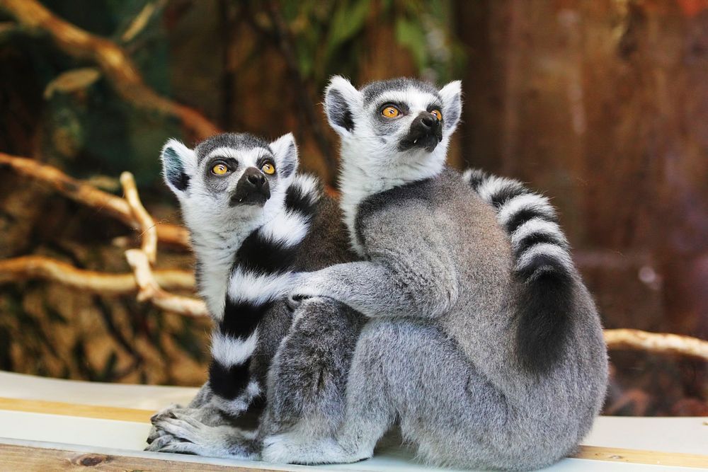 Ring tailed lemurs. Free public domain CC0 photo.