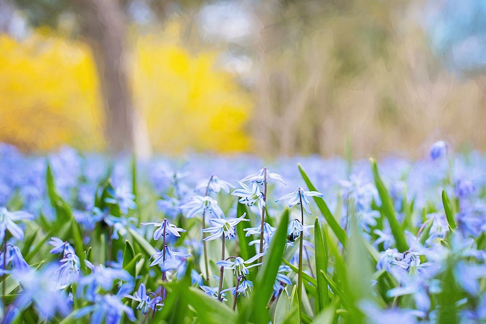 Free blue flower background image, public domain spring CC0 photo.