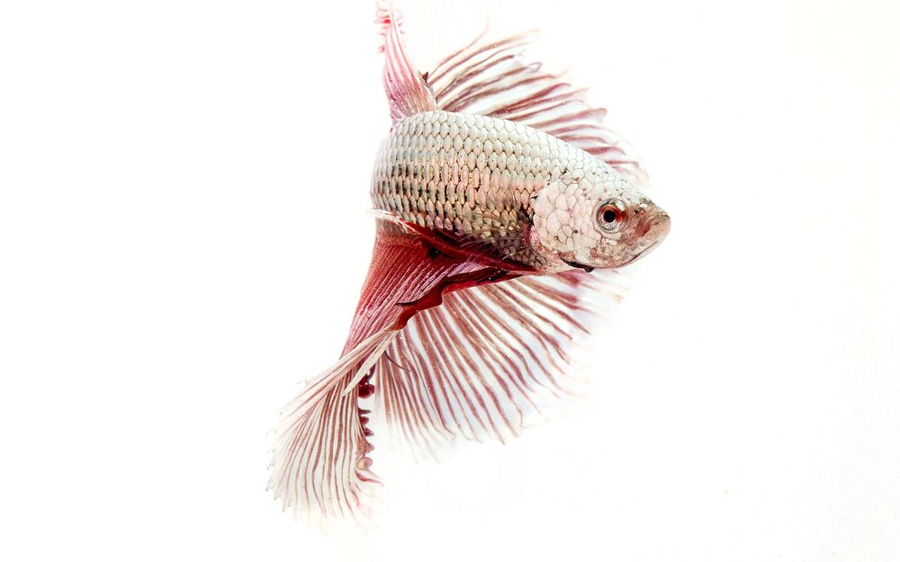 Free betta fish image, public domain animal CC0 photo.