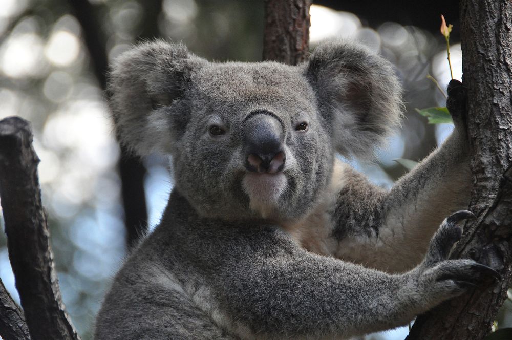 Free Koala image, public domain animal CC0 photo.