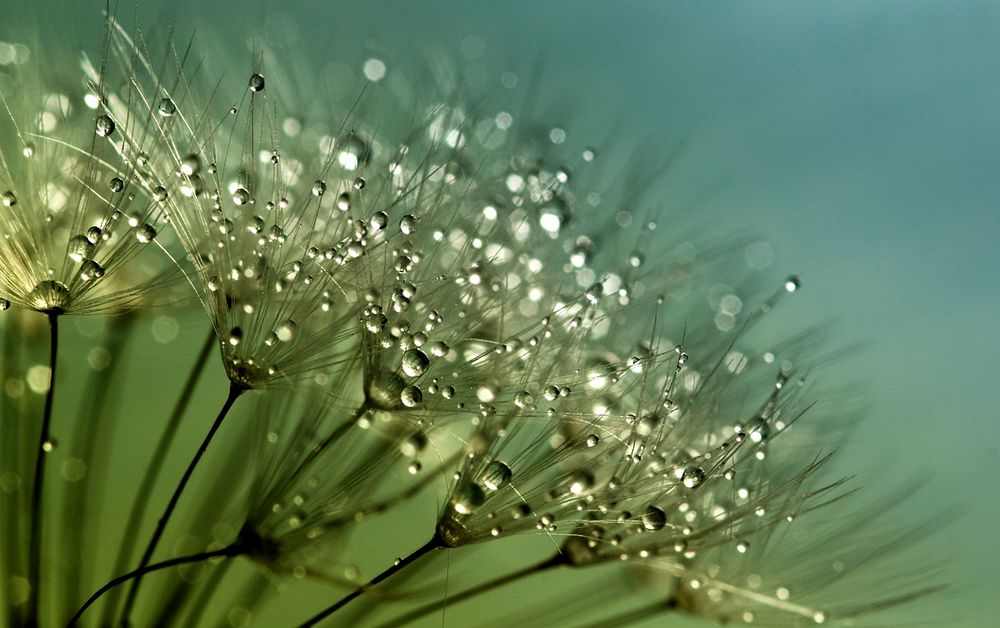 Free wet dandelion macro image, public domain flower CC0 photo.