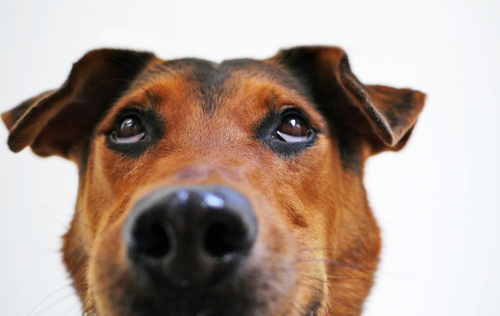 Free brown beagle close up face image, public domain animal CC0 photo.