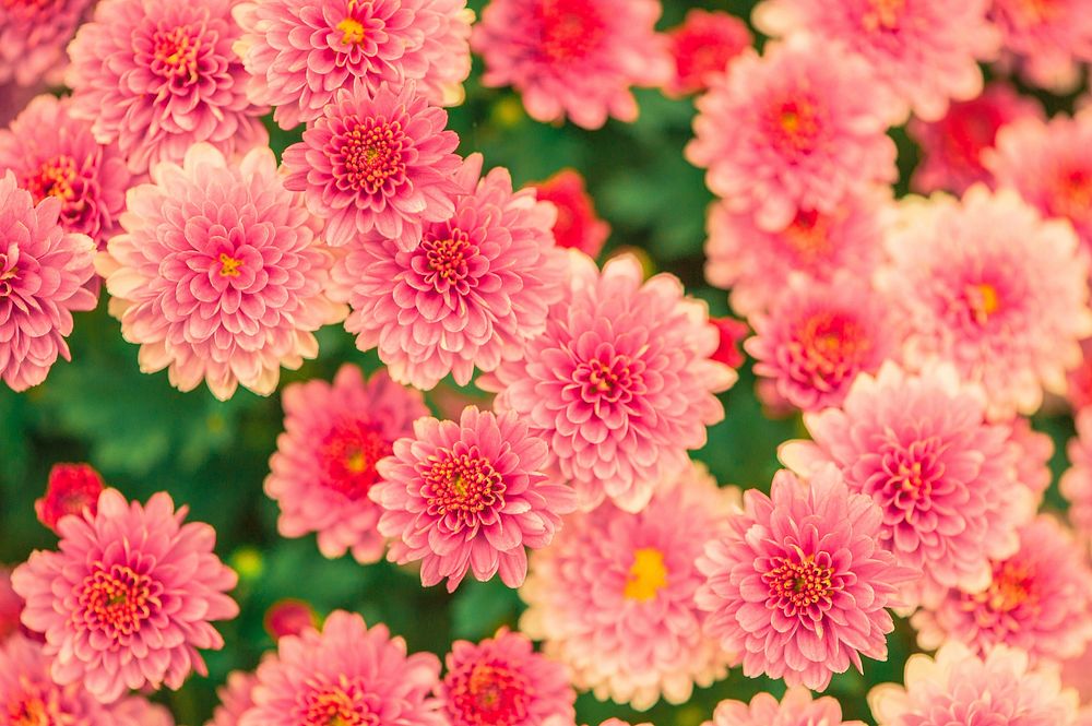 Free pink chrysanthemum image, public domain flower CC0 photo.