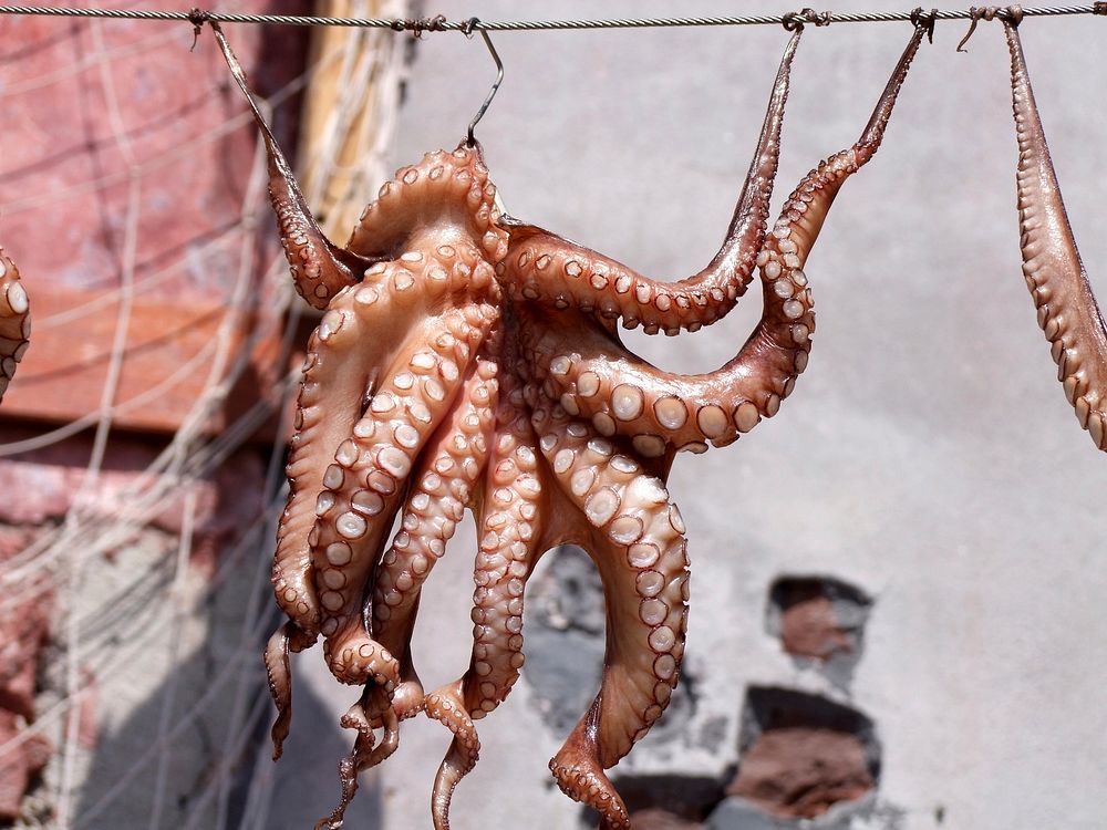 Free octopus in the market image, public domain food CC0 photo.