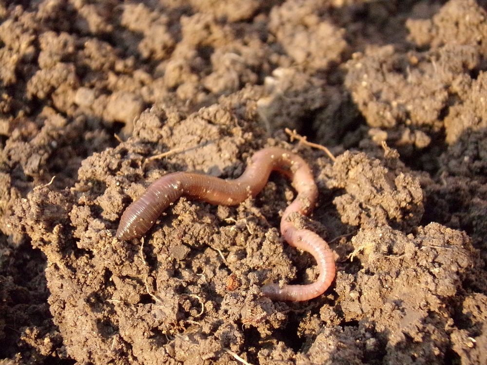 Free earthworm in soil closeup image, public domain CC0 photo.