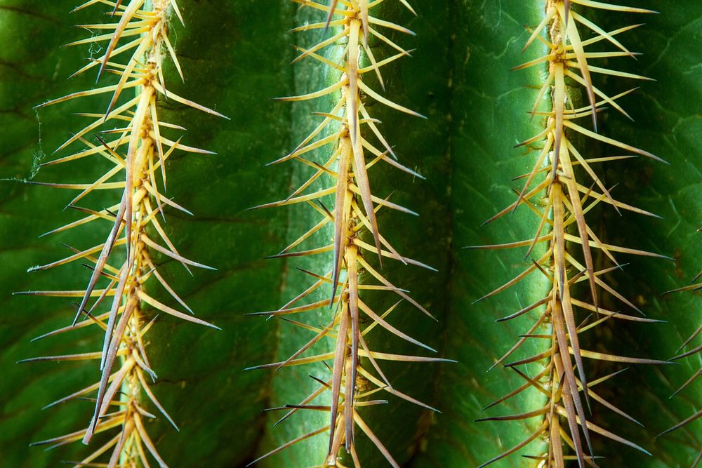 Free cactus close up image, public domain plant CC0 photo.