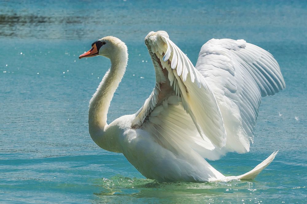 Free mute swan flapping wings on water image, public domain animal CC0 photo.