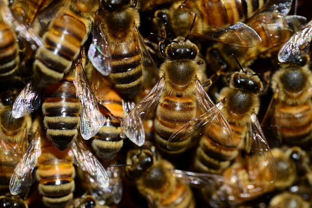 Free group of bee on image, public domain animal CC0 photo.