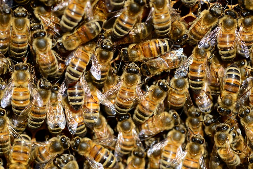 Free group of bee on beehive image, public domain animal CC0 photo.