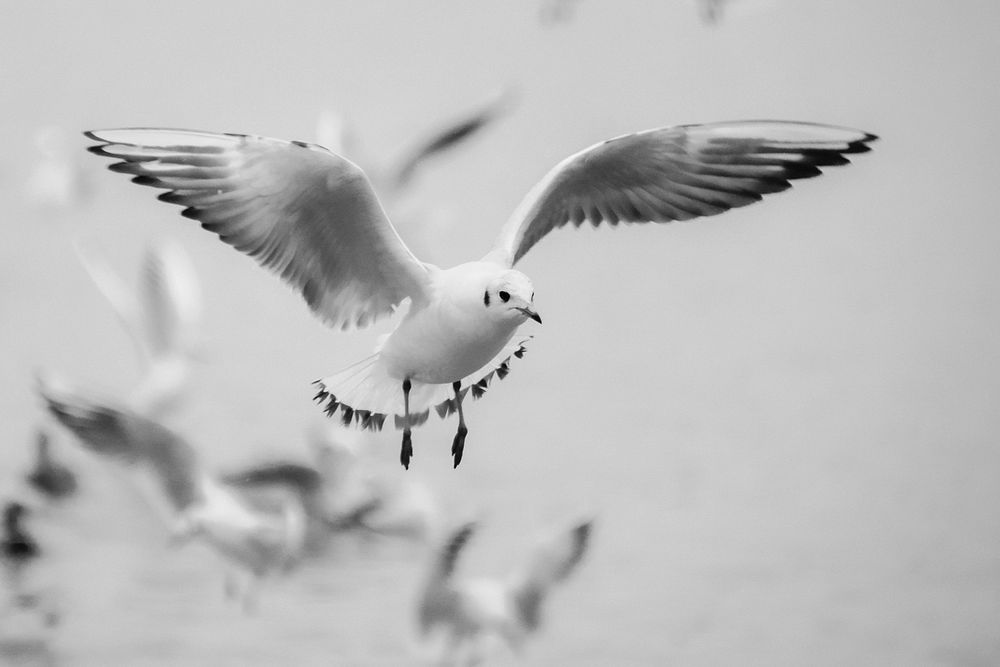 Free flying Little Gulls image, public domain animal CC0 photo.